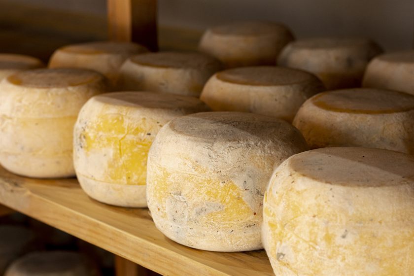 Forme di formaggio stagionato allineate su un ripiano di legno