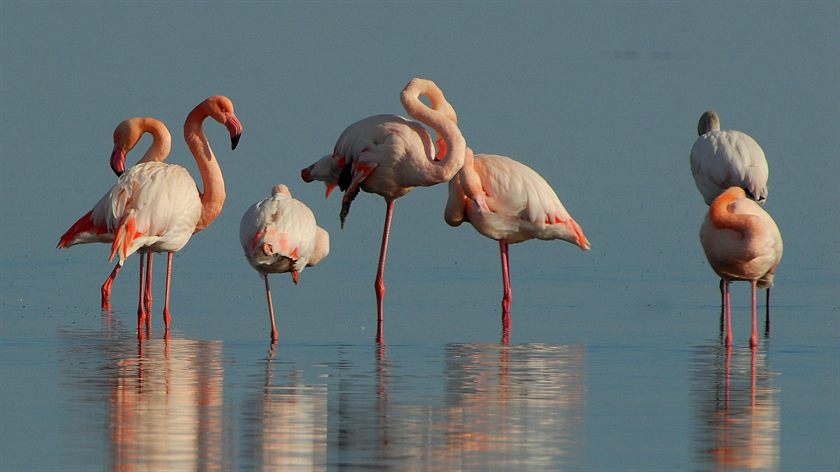 Un gruppo di fenicotteri rosa che si specchiano nell'acqua bassa